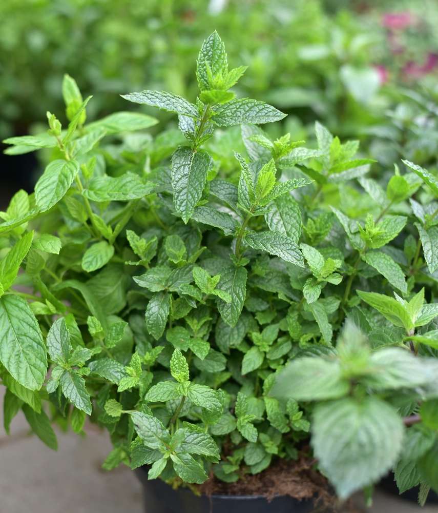 Mint Leaves